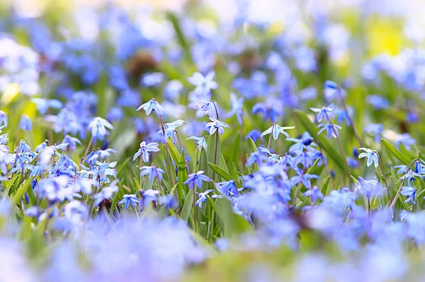Wild Blue Spring Flowers Wildflowers Small Flowers Blurred Abstract Background — Stock Photo, Image