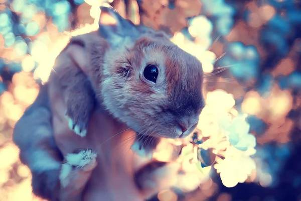 Lapin Pâques Fleurs Branches Cerisier Avril Printemps Saisonnier Fond — Photo