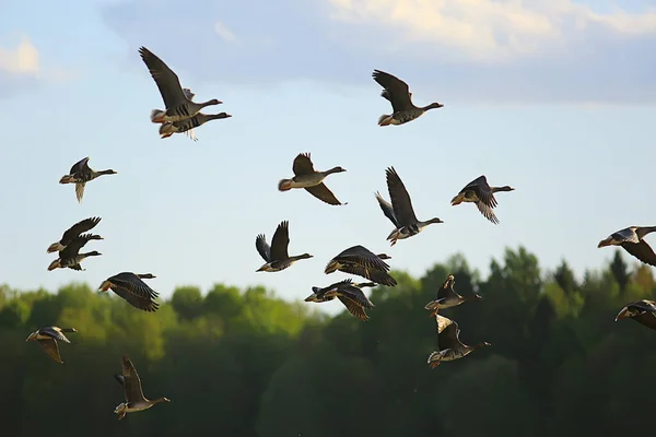 Χήνες Άνοιξη Μεταναστευτικά Πουλιά Στο Πεδίο Άνοιξη Τοπίο Φόντο — Φωτογραφία Αρχείου