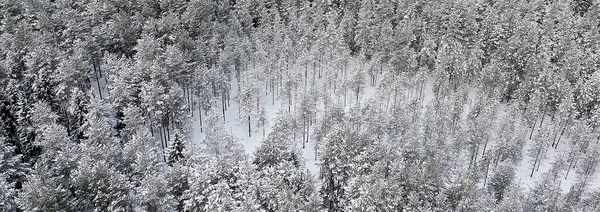 Panorama Zimní Les Krajina Sníh Abstraktní Sezónní Pohled Tajgu Stromy — Stock fotografie