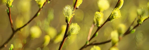 Abstracto Día Soleado Fondo Bosque Primavera Ramas Con Brotes Hojas — Foto de Stock