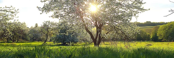 Bahar Elma Bahçesindeki Soyut Manzara Güzel Mevsimlik Arka Plan — Stok fotoğraf