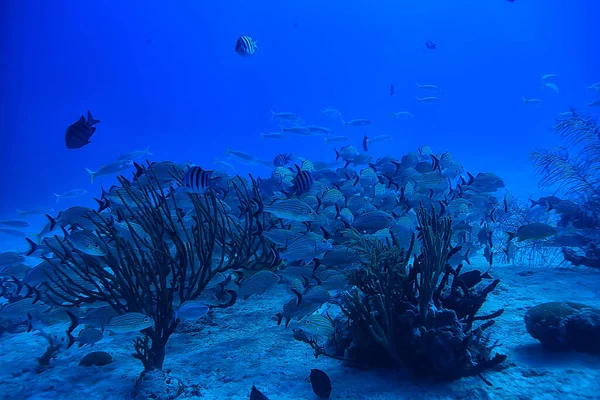 Fischschwärme Unter Wasser Golf Von Mexiko Cancun Biologische Fischereiressourcen — Stockfoto