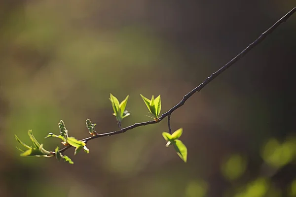 小绿叶和芽的分枝 季节背景 森林中四月的行军景观 — 图库照片