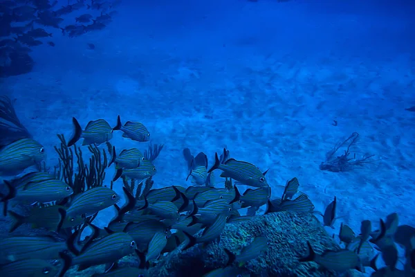 Balık Sualtı Fotoğrafı Meksika Körfezi Cancun Biyolojik Balıkçılık Kaynakları — Stok fotoğraf