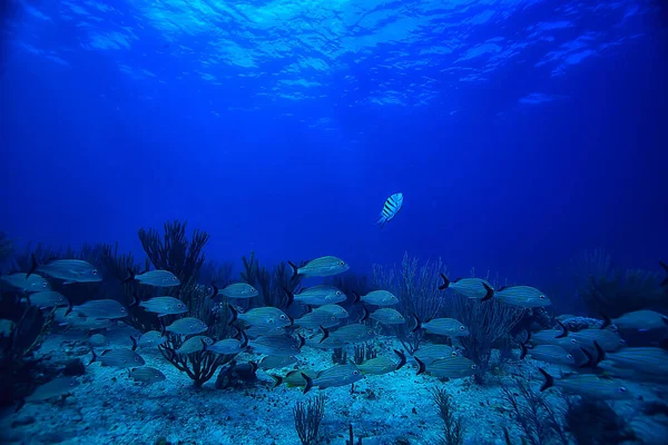 Escola Peixes Foto Subaquática Golfo México Cancún Recursos Pesca Biológica — Fotografia de Stock