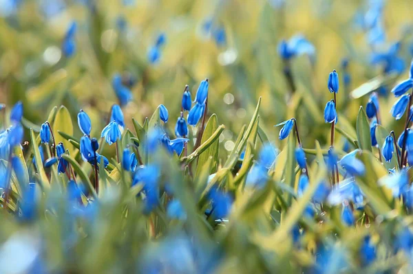 野生の青い春の花野の花小さな花抽象的な背景多くの花 — ストック写真