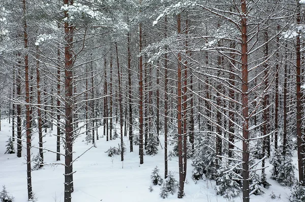 Vista Dall Alto Una Foresta Inverno Paesaggio Della Natura Una — Foto Stock