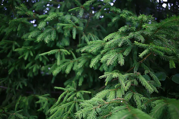緑のトウヒの枝背景抽象 — ストック写真