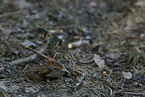 Poisonous Dangerous Snake Viper Wild Russia Swamp — Stock Photo, Image