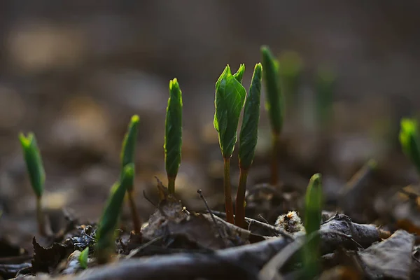 Fresco Verde Spara Sfondo Astratto Sguardo Primaverile Nuovi Verdi — Foto Stock