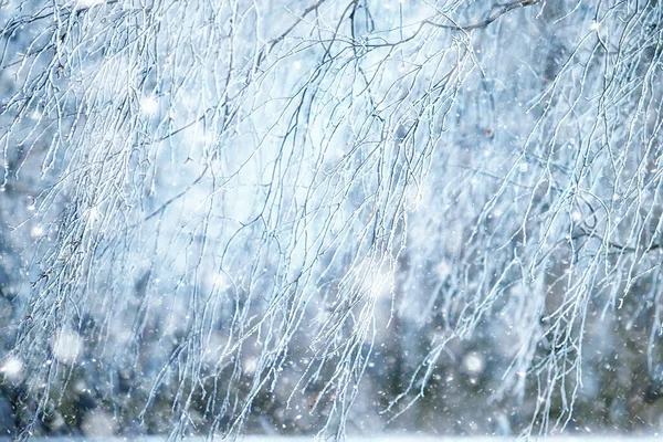 Zimní Větve Pochmurný Den Sníh Pozadí Textura Prosinec Příroda Sníh — Stock fotografie