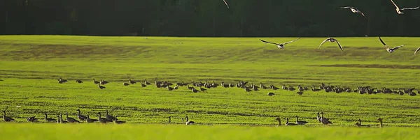 Gansos Aves Migratorias Primavera Campo Paisaje Primavera Fondo —  Fotos de Stock