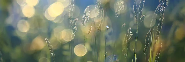 Літній Абстрактний Квітковий Фон Незвичайний Весняний Розмитий Фон — стокове фото