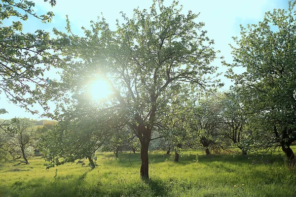 Abstrakcyjny Krajobraz Wiosennym Ogrodzie Jabłoni Piękne Sezonowe Tło — Zdjęcie stockowe