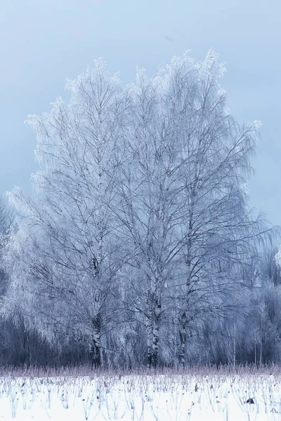 Voyage Canada Hiver Forêt Paysage Vue Saisonnière Panorama Dans Forêt — Photo