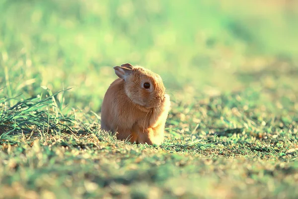 Frühlingskaninchen Einem Grünen Feld Ostersymbol Schöner April Osterhintergrund — Stockfoto