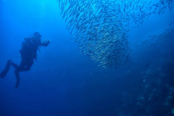 Buceador Escuela Peces Tornado Peces Vista Submarina Ecosistema Hombre Bajo —  Fotos de Stock