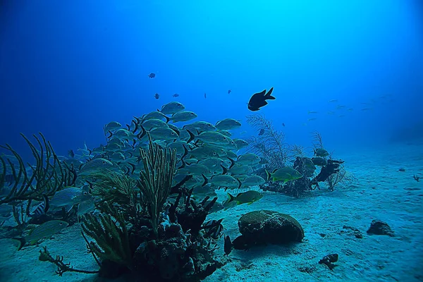 Fischschwärme Unter Wasser Golf Von Mexiko Cancun Biologische Fischereiressourcen — Stockfoto