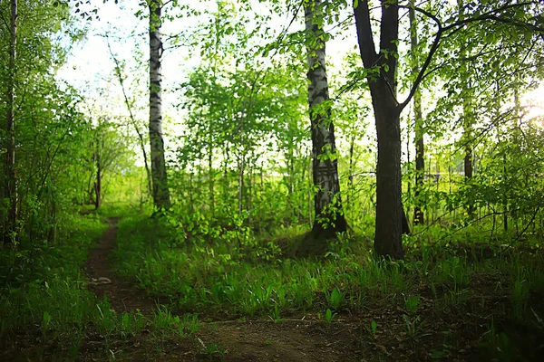 Jarní Zelená Lesní Krajina Abstraktní Pohled Lesním Porostu — Stock fotografie