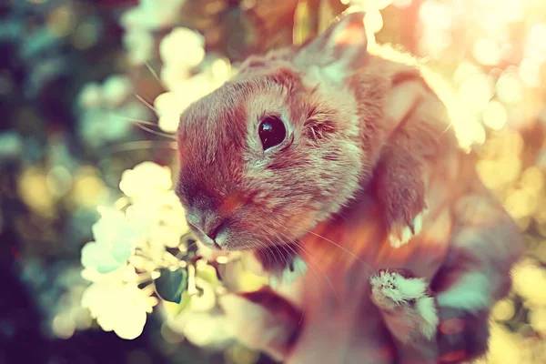 Пасхальный Кролик Цветущих Вишневых Ветвях Апреля Сезонный Весенний Фон — стоковое фото