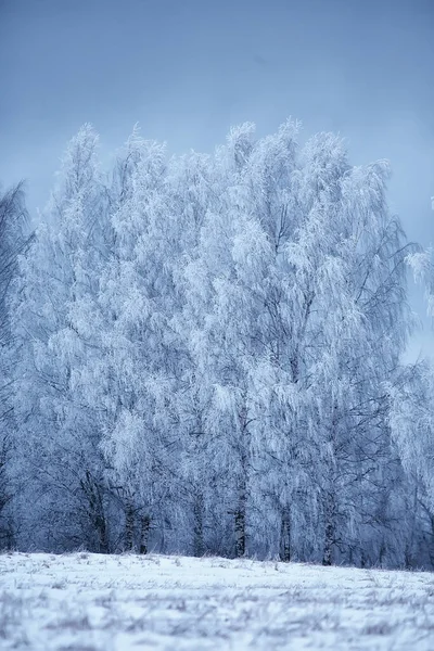 Vinter Grenar Dyster Dag Snö Bakgrund Struktur December Natur Snöfall — Stockfoto