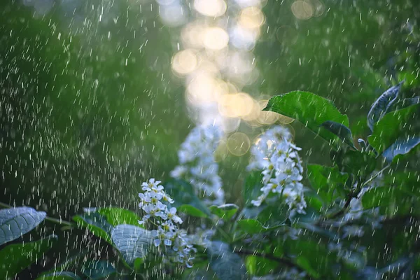 Spring Rain Forest Fresh Branches Bud Young Leaves Raindrops — Stock Photo, Image