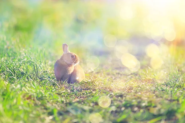 Весенний Кролик Зеленом Поле Пасхальный Символ Красивый Апрельский Пасхальный Фон — стоковое фото