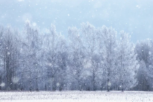 Viajar Para Canadá Paisagem Floresta Inverno Vista Sazonal Panorama Floresta — Fotografia de Stock