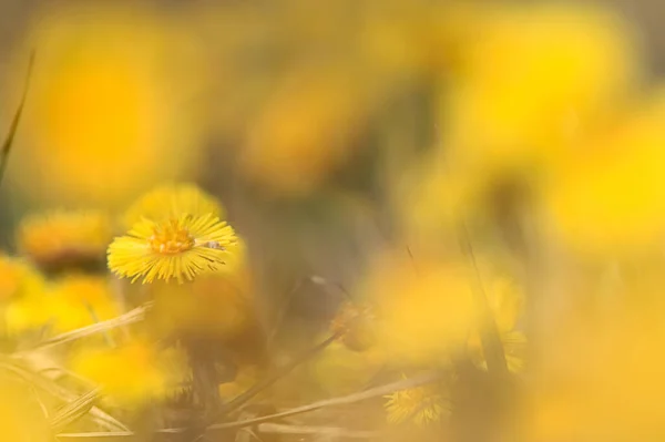 Mother Stepmother Yellow Flowers Spring Background Abstract Spring Background Wild — Stock Photo, Image