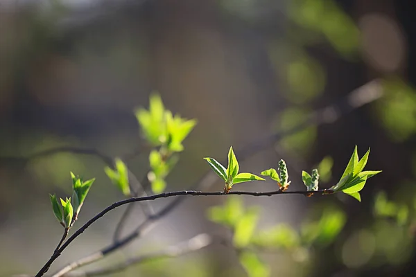 Гілки Молодого Зеленого Листя Бутонів Сезонний Фон Квітень Марш Пейзаж — стокове фото
