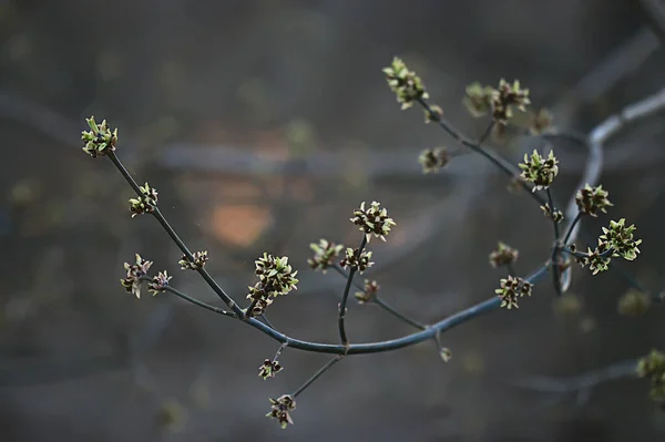 Branches Young Green Leaves Buds Seasonal Background April March Landscape — Stock Photo, Image