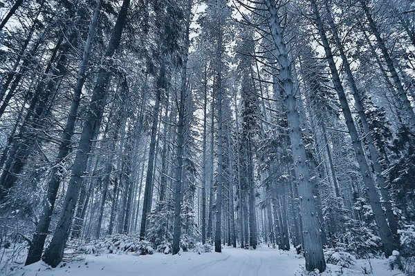 Panorama Winter Bos Landschap Sneeuw Abstract Seizoensgebonden Zicht Taiga Bomen — Stockfoto
