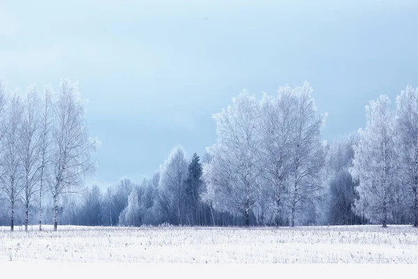 全景冬季森林景观雪景 抽象的针叶林季节景观 被雪覆盖的树木 — 图库照片