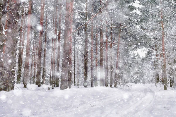 Resor Till Kanada Vinter Skog Landskap Säsongsutsikt Panorama Skogen Täckt — Stockfoto