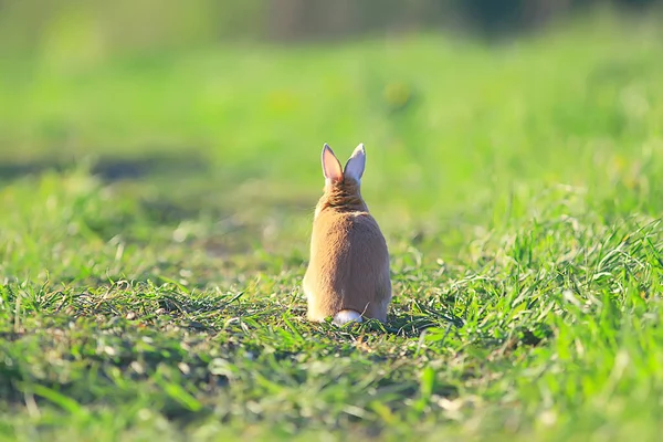 Vår Kanin Ett Grönt Fält Påsk Symbol Vacker April Påsk — Stockfoto