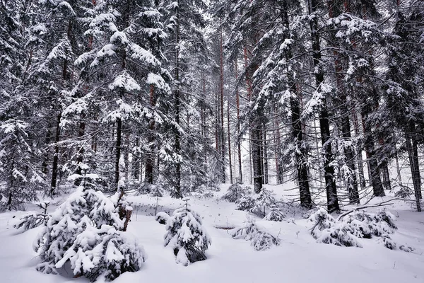 Çam Ormanlarında Kış Karla Kaplı Ağaçlar Sık Bir Orman Manzarasında — Stok fotoğraf