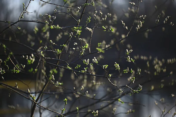 Větve Mladých Zelených Listů Pupenů Sezónní Zázemí Duben Březen Krajina — Stock fotografie