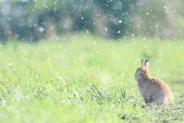 Frühlingskaninchen Einem Grünen Feld Ostersymbol Schöner April Osterhintergrund — Stockfoto