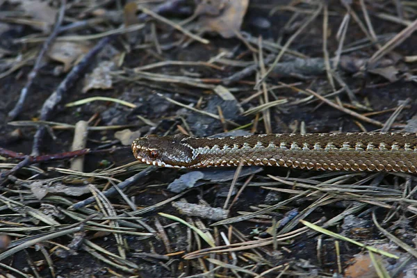 Poisonous Dangerous Snake Viper Wild Russia Swamp — Stock Photo, Image