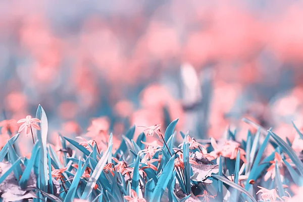 Kleine Roze Lente Bloemen Achtergrond Abstract Uitzicht Lente Tuin Natuur — Stockfoto