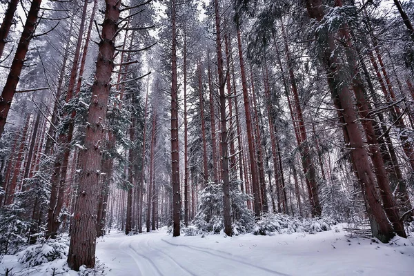 Çam Ormanlarında Kış Karla Kaplı Ağaçlar Sık Bir Orman Manzarasında — Stok fotoğraf