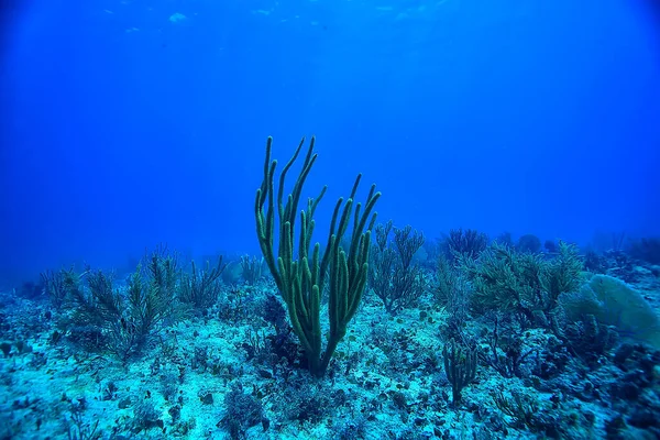 Кораловий Риф Підводний Пейзаж Лагуна Теплому Морі Вид Під Водною — стокове фото