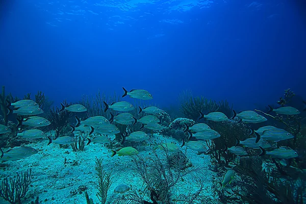 Escola Peixes Foto Subaquática Golfo México Cancún Recursos Pesca Biológica — Fotografia de Stock