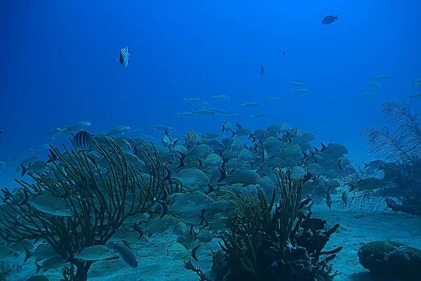School Fish Underwater Photo Gulf Mexico Cancun Bio Fishing Resources — Stock Photo, Image