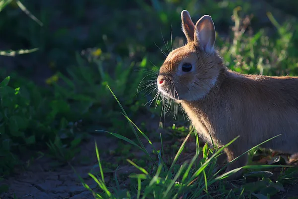 Vår Kanin Ett Grönt Fält Påsk Symbol Vacker April Påsk — Stockfoto