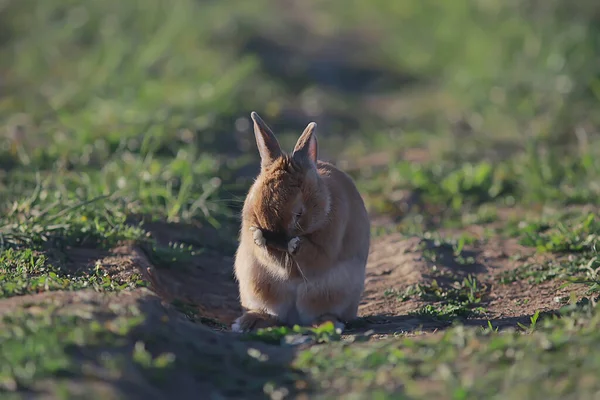 Lente Konijn Een Groen Veld Pasen Symbool Mooie April Paasachtergrond — Stockfoto