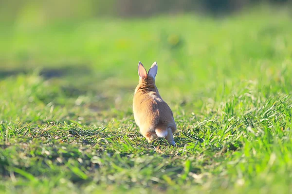 Vår Kanin Ett Grönt Fält Påsk Symbol Vacker April Påsk — Stockfoto