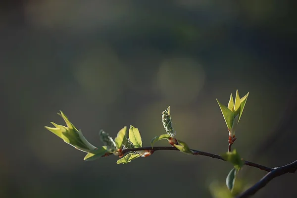 Ramas Hojas Brotes Verdes Jóvenes Fondo Estacional Abril Marzo Paisaje —  Fotos de Stock