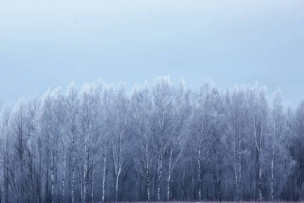 Reis Naar Canada Winterbos Landschap Seizoensgebonden Uitzicht Panorama Het Bos — Stockfoto